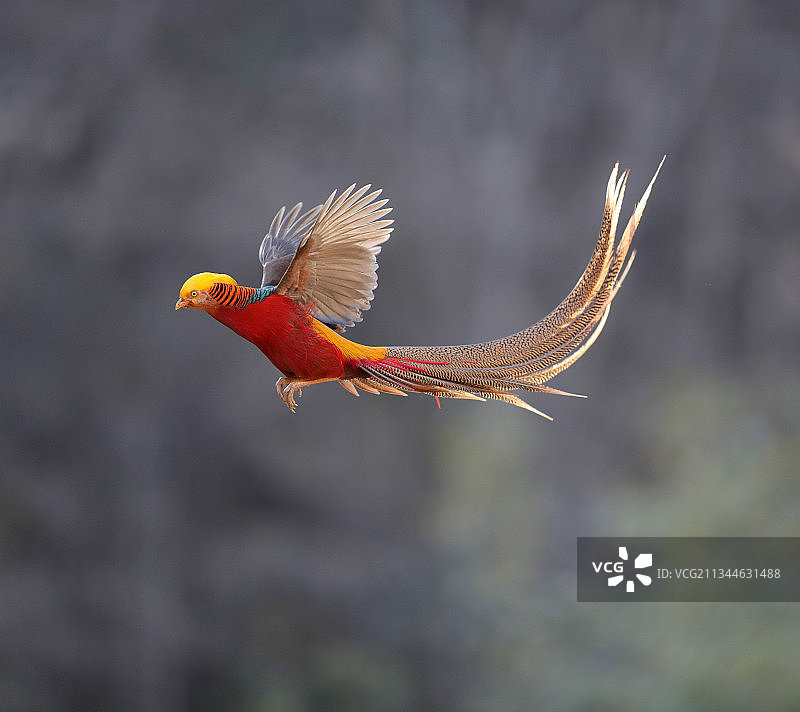 锦鸡飞翔图片素材