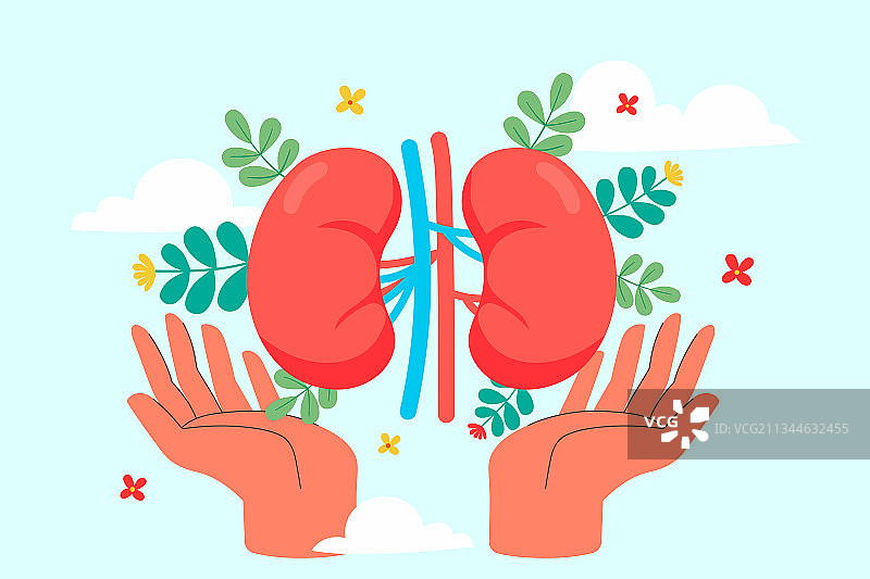 呵护肾脏健康矢量插画图片素材