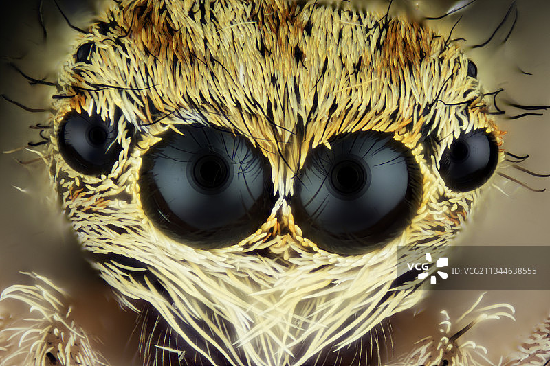 【跳蛛】图片素材