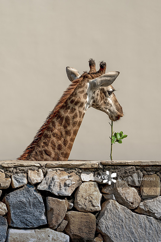 长颈鹿图片素材