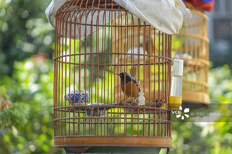 白天花园一只被关在笼子里养的宠物观赏鸟图片素材