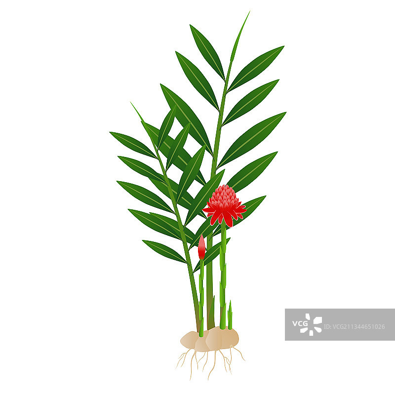 红火炬姜花图片素材