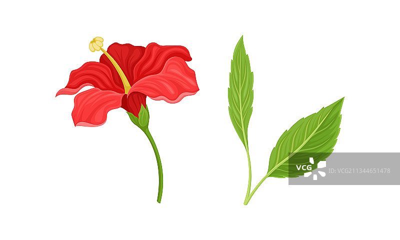 红色热带木槿花与大花瓣图片素材