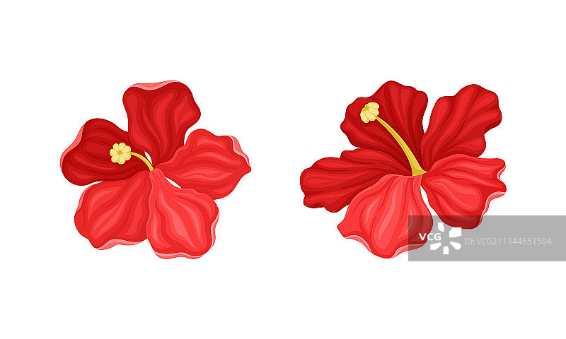 红色热带芙蓉花（大花瓣）图片素材