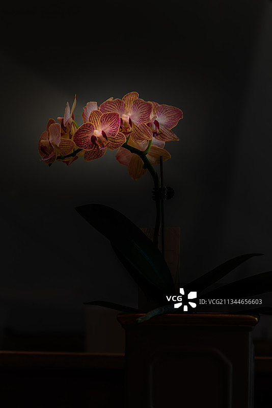 兰花局部图片素材