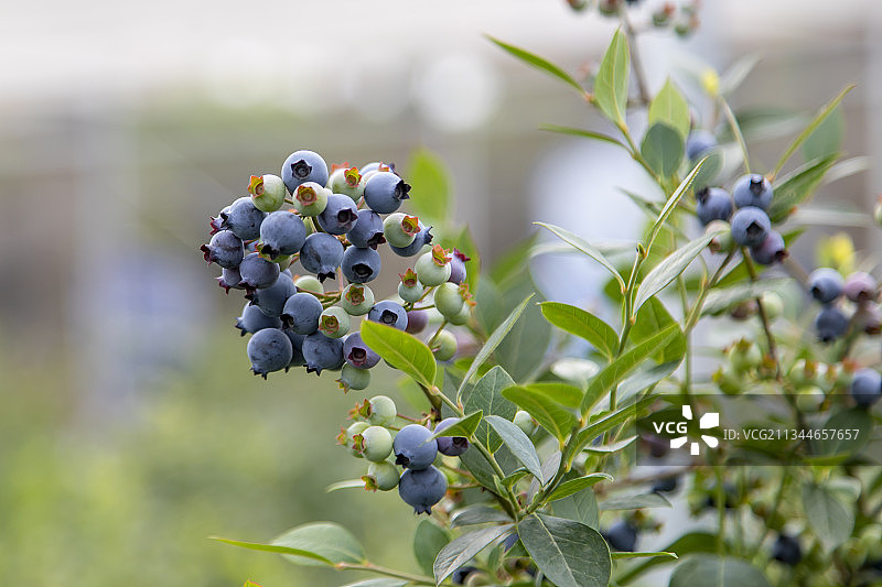 现代观光农业种植园蓝莓成熟了图片素材