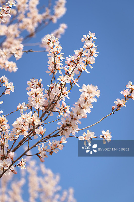 春季户外绽放的桃花杏花图片素材