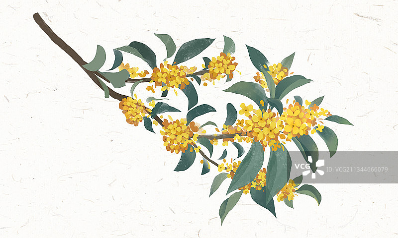 中秋节桂花元素图片素材