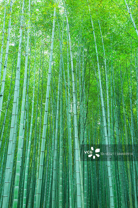 户外竹园竹子背景图片素材