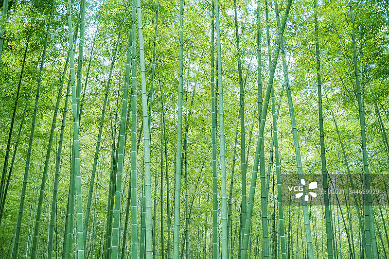 户外竹园竹子背景图片素材