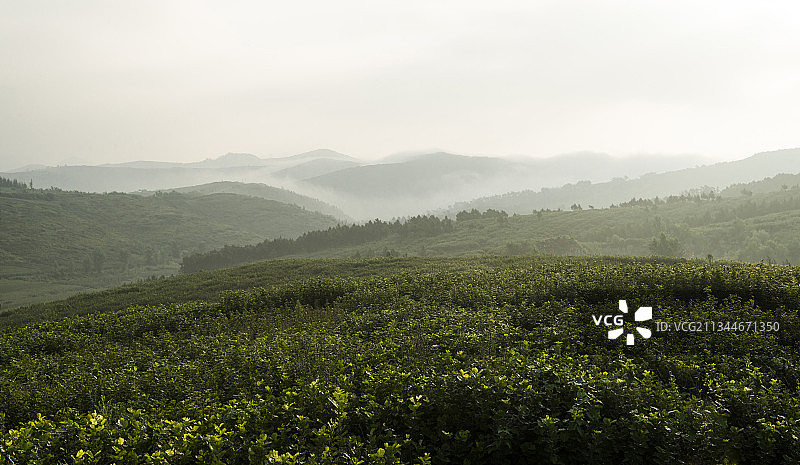 榛树园图片素材