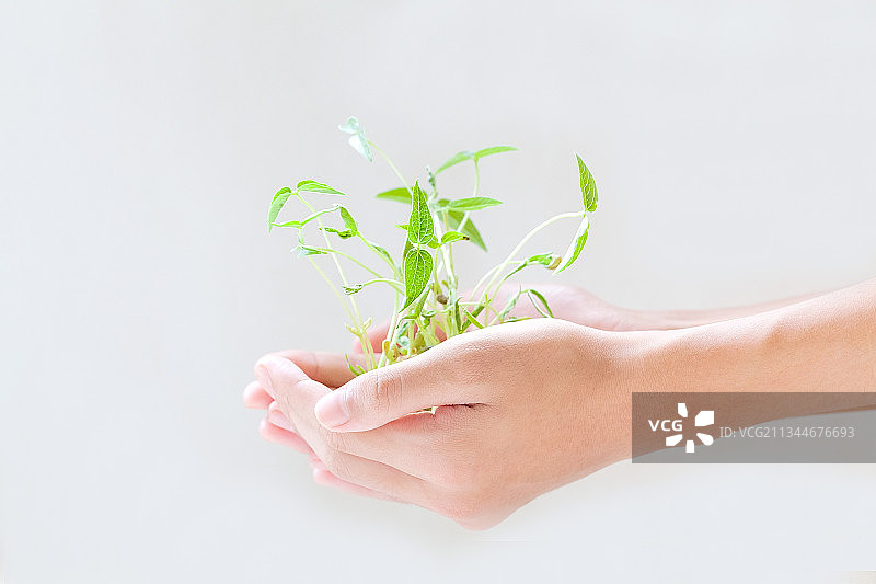 一个男孩双手捧着发芽的种子图片素材