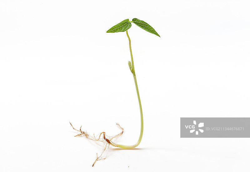 一颗发芽的种子图片素材