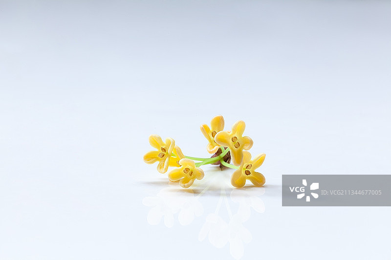 盛开的金黄色桂花图片素材