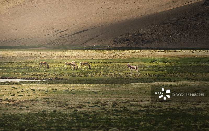 高原野驴图片素材
