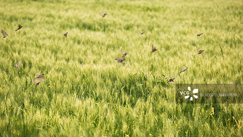 麦田和麻雀图片素材