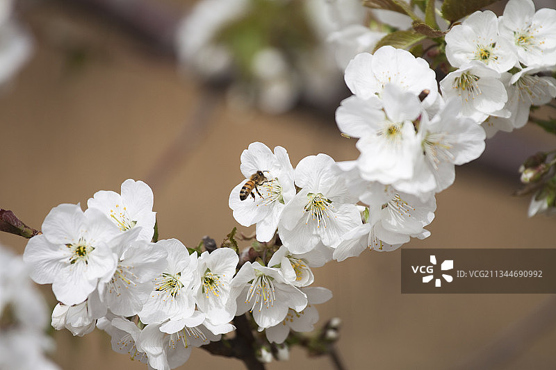 春天白色的梅花特写图片素材