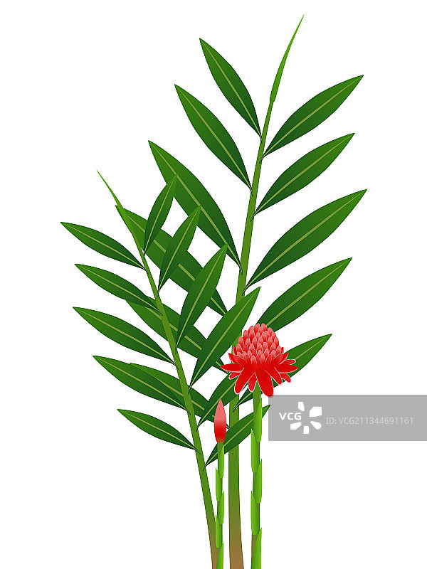 火炬姜花图片素材