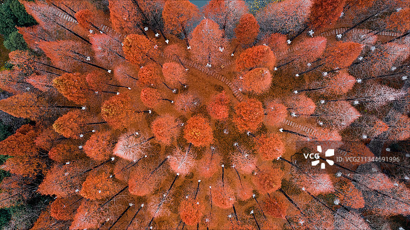 秋天的水杉林图片素材