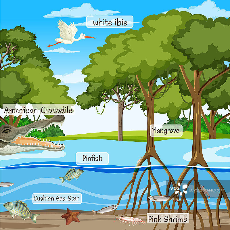 红树林场景与动物标识图片素材