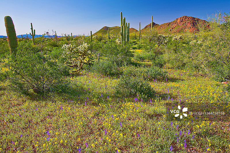 美国亚利桑那州田野上的鲜花植物风光图片素材