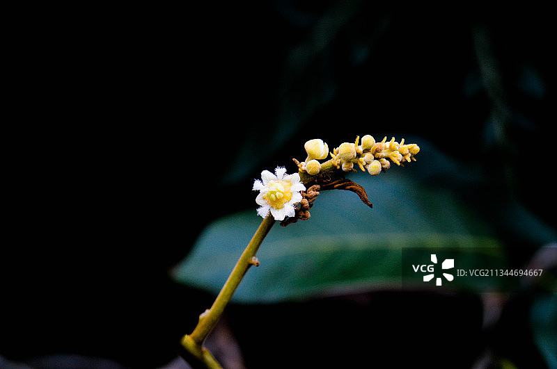 越南永隆白色开花植物特写图片素材