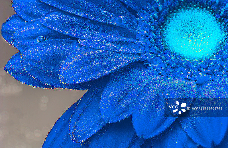 湿紫色花的特写图片素材