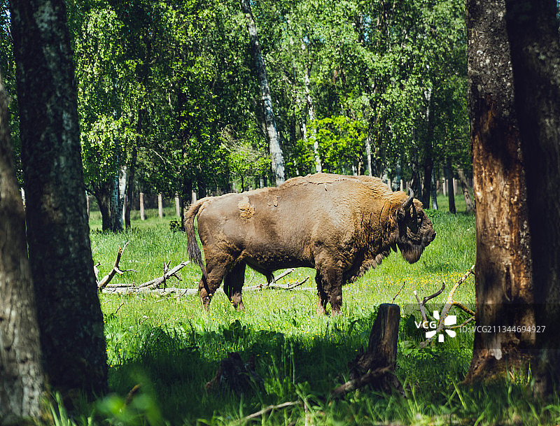 立陶宛田野里水牛吃草侧视图图片素材