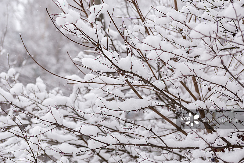 雪覆盖的树的低角度视图图片素材
