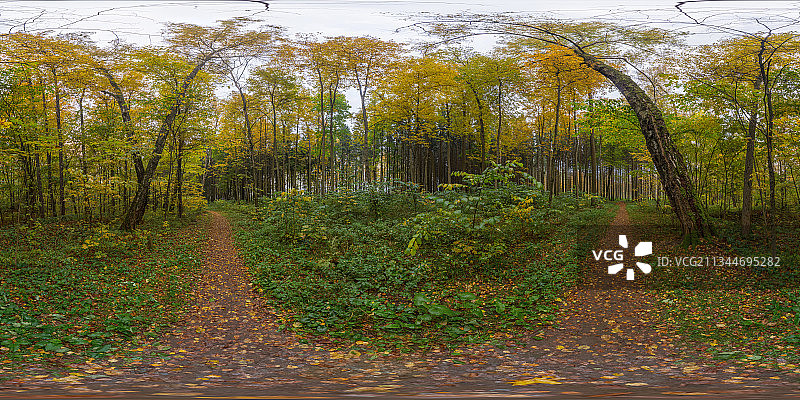 秋天在森林里生长的树木图片素材