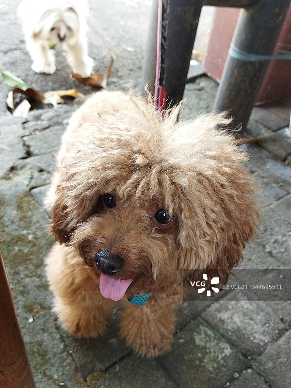 高角度拍摄贵宾犬图片素材