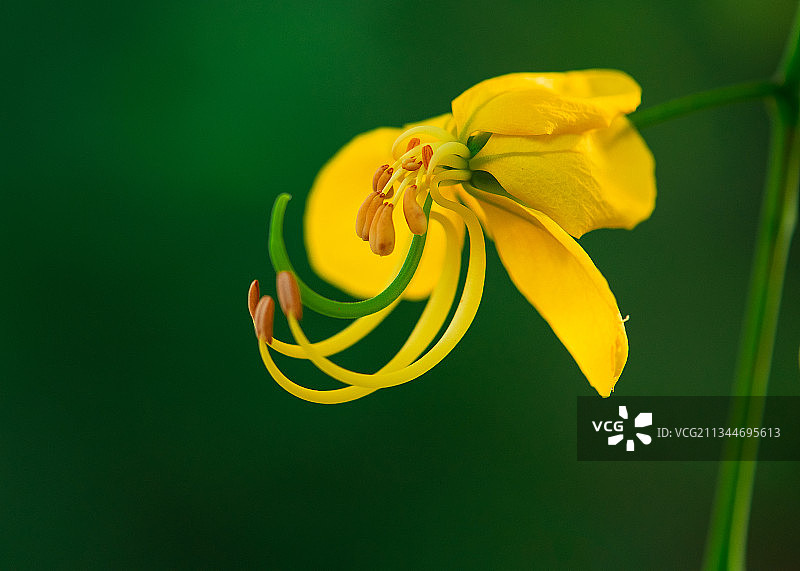 黄色花朵特写，印度哈里亚纳邦古鲁格拉姆图片素材