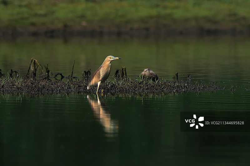 栖息在湖上的苍鹭侧视图，古鲁格拉姆，哈里亚纳邦，印度图片素材