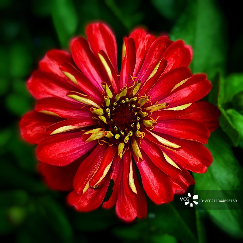 印度古瓦哈提的红色花朵特写图片素材