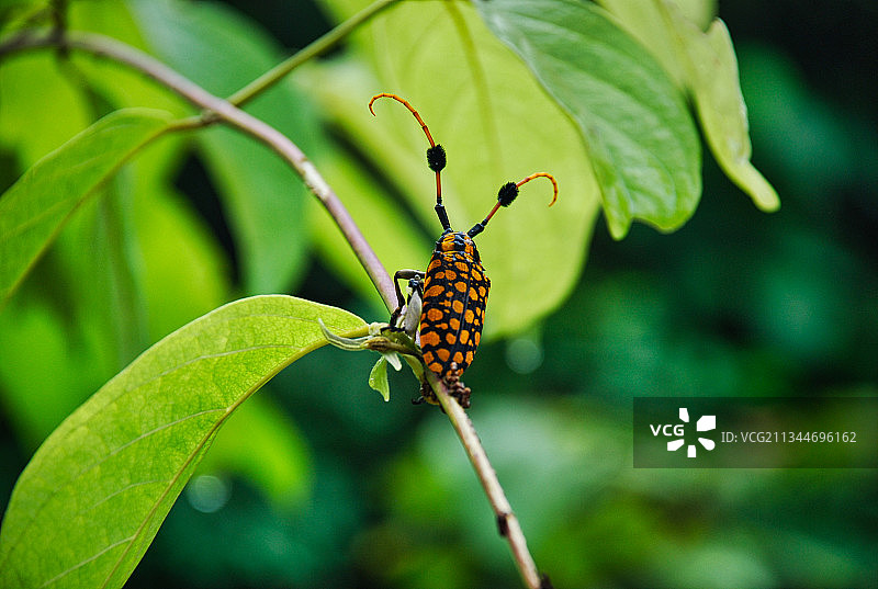 植物上蝴蝶的特写，老挝琅勃拉邦图片素材