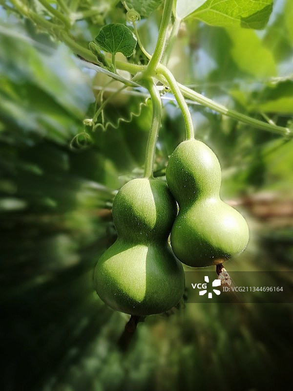 树上果实的特写镜头图片素材