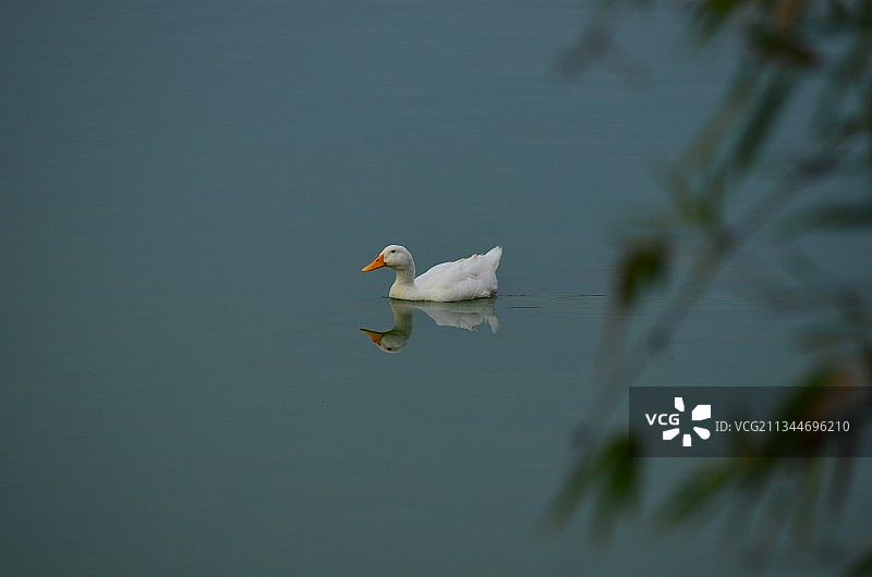 印度卡纳塔克邦班加罗尔城市湖中游动的 mute swan 天鹅侧视图图片素材