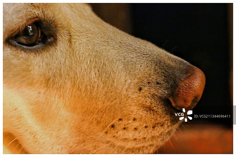 纯种寻回犬特写图片素材