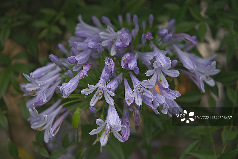 紫色开花植物的特写图片素材