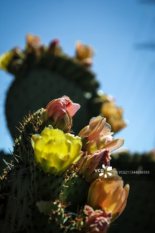天空背景下的仙人掌特写图片素材