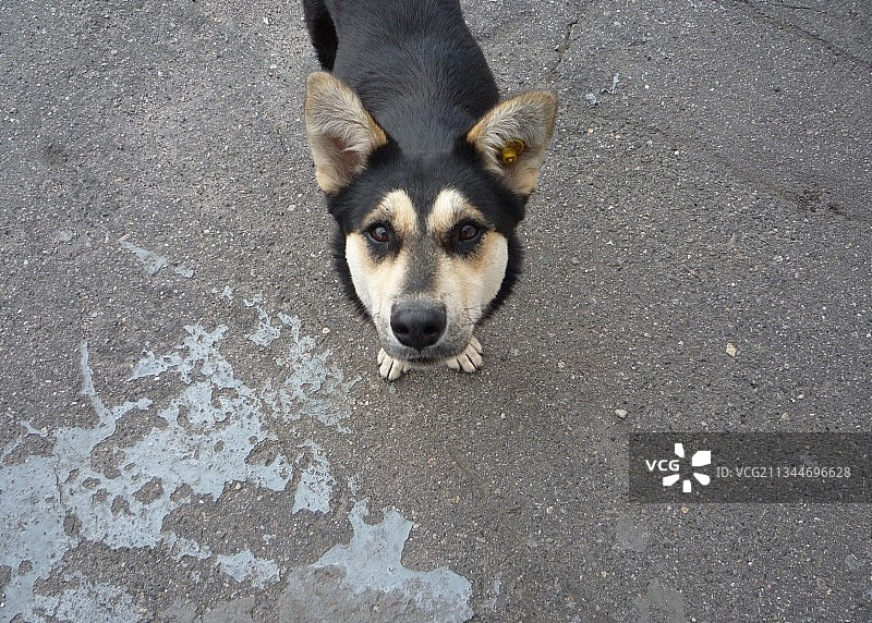 在道路上的狗高角度肖像图片素材