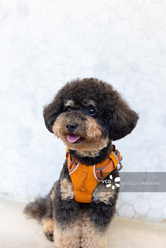 香港小狗肖像图片素材