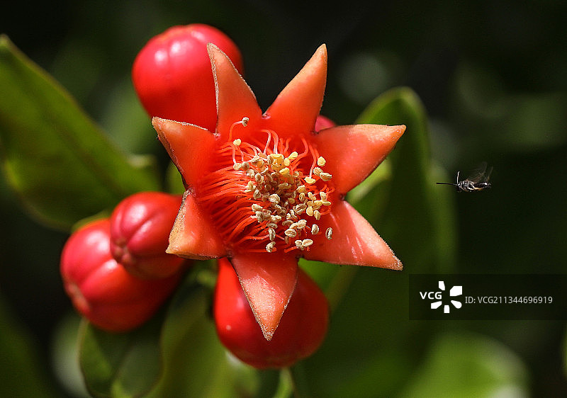 红色花朵的特写图片素材