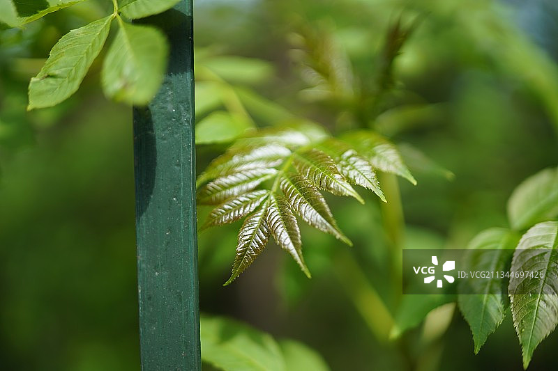 奥地利维也纳，新鲜绿叶特写图片素材