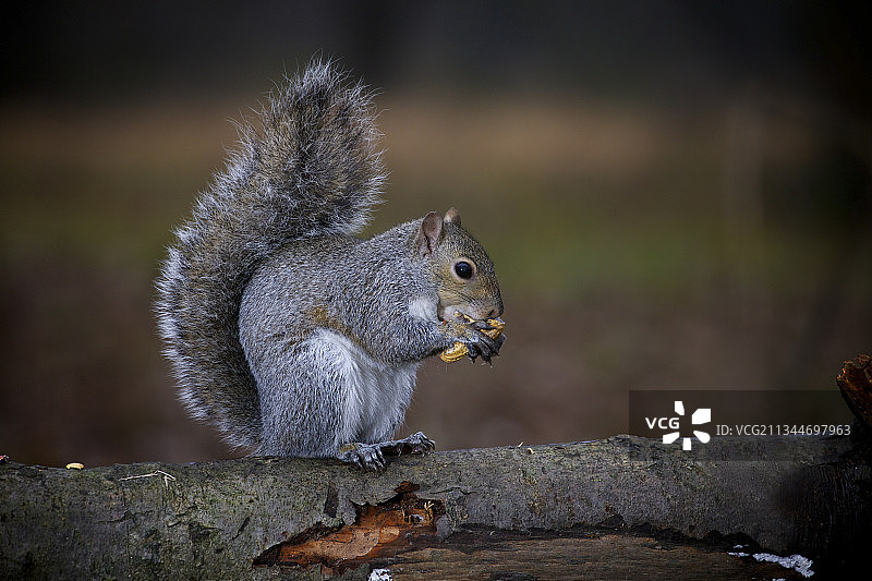 树上的灰色松鼠特写图片素材