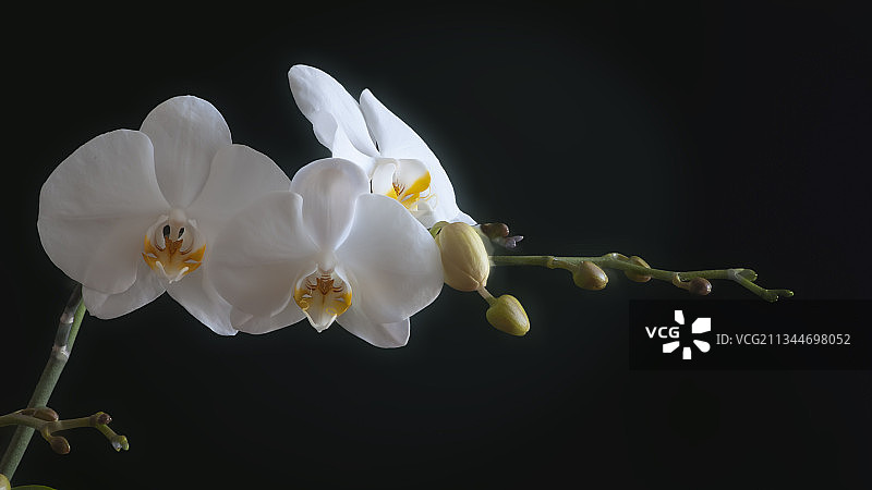 白色花朵特写，黑色背景，爱沙尼亚塔林图片素材