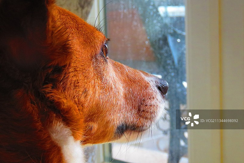 彭布罗克威尔士柯基犬透过窗户的特写，英国图片素材