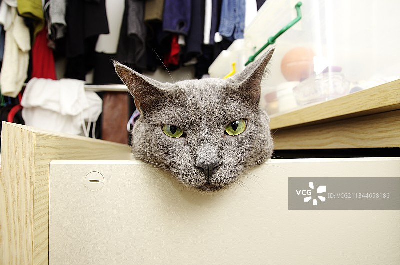 坐在盒子上的猫咪特写画像图片素材