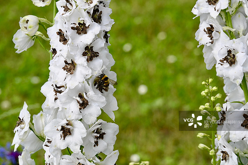 德国魏玛白色开花植物特写图片素材