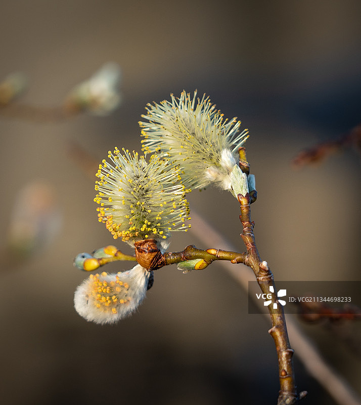 昆虫在花上的特写镜头图片素材